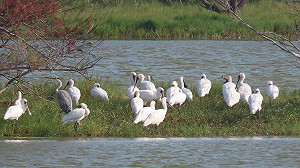 100多隻黑面琵鷺現身嘉義！鰲鼓濕地迎多種候鳥