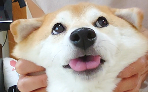 (影)萌柴享受「臉部馬殺雞」　主人搓揉腮幫子笑：「肉多多！」