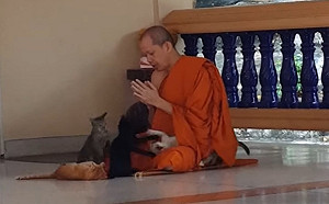 (影)和尚誦經竟遭4隻小屁貓狂騷擾　網笑：太難專心了！