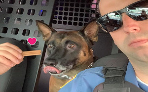 K9緝毒犬執勤模樣好霸氣？其實根本是個表情包！