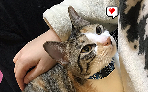 (影)淡定貓冷看同伴玩逗貓棒　十秒後「凍未條」：一起搖！