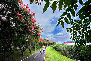 把握最後賞樹期！新北5處台灣欒樹橘紅小秘境