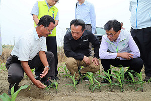 久旱導致嘉縣玉米災損  陳吉仲：符合現金救助標準