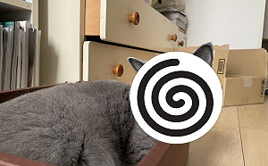 灰貓擠紙箱溢出「嘴邊肉」　網笑：很想捏一把！