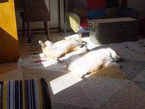 柯基兄妹腳開開翻肚曬太陽　網友笑：「行光合作用？」