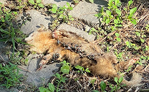 首例！屏東內埔鄉鼬獾驗出狂犬病 動防所籲：加強疫苗注射