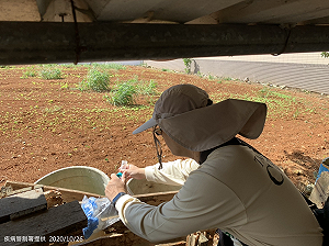 林口又增2名本土登革熱！疾管署：感染源尚未釐清