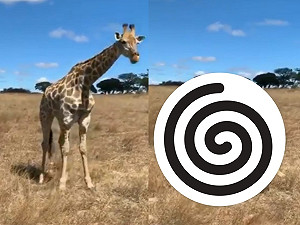 (影)長頸鹿如何吃地上的草？低頭不夠原來還要「這樣」！