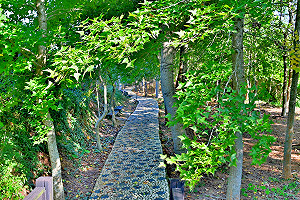 台中郊區小旅行！后里2條楓紅步道輕鬆走