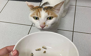 三花貓吃小魚乾留「整碗魚頭」 網笑：給奴才煮湯的概念？