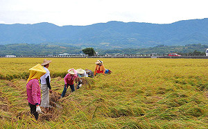 台東重量級客家祭典！白米飯大胃王比賽吃爆東部好米