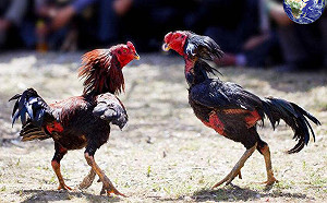 菲律賓警官查緝鬥雞竟慘死雞腳下！警局長：從警25年以來前所未見