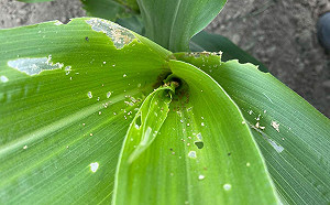 秋行軍蟲蠢動  嘉義縣玉米害蟲數量攀升