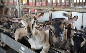 無抗飼養全球趨勢！畜試所成功研發無添加抗生素營養飼料