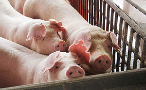 嘉縣議員連署修改食安條例  縣府：若抵觸中央法規無效