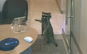 銀行遭2隻「矇眼小偷」入侵辦公室　報案人：以為是玩偶！