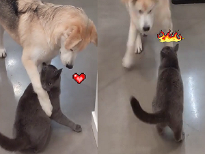 (影)狗狗霸氣攬懷想親親　貓咪一巴掌賞過去：給我放開！