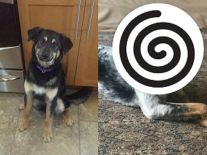 媽秀牧羊犬養3年「從黑變白」　網：養到驚喜包！