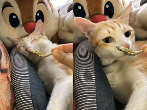 (影)橘白貓睡得正熟　聞到「小魚乾」瞬間驚醒：「這不是夢！」