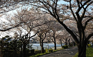 武漢肺炎》日本調降台疫情警示等級  外交部：不需PCR陰性證明  入境不需採檢！