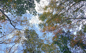 來場秋日野餐！滿月圓賞楓導覽、親子派對11/4開放報名