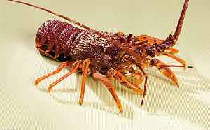 中國祭新檢疫 澳洲龍蝦暫停出口憂遭貿易報復