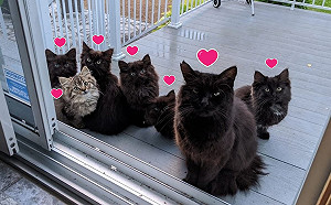 黑貓討食幾天後「攜家帶眷」登門　女屋主笑：複製貼上嗎？