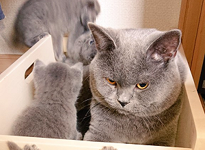 貓爸被一群「小屁喵」圍繞　一臉生無可戀：讓偶自己靜靜