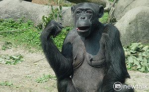 黑猩猩阿美惡性腫瘤復發 北市動物園：手術麻醉中過世