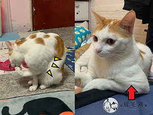 橘白貓大秀「二頭肌」 超壯手臂網羨:喵館長4你?