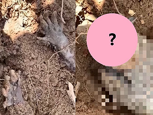 男子發現土裡有「小黑手」　摸牠秒翻面：賣岔我在散熱啦！