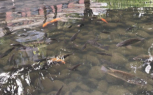 黃守達批中市府任綠川魚兒自生自滅  水利局:若死亡有打撈機制