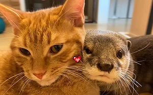 (影)我的「貓」小孩不見了！水獺著急團團轉　貓呆看：我在這阿～