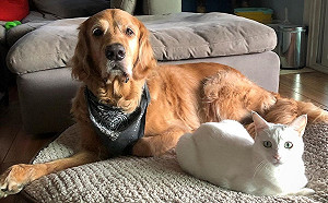 (影)小白貓被金金照顧「超像狗」長大後自以為是汪星人!