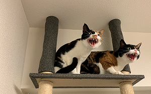 (影)一開吸塵器萌貓秒變臉　「露齒嘶叫」：給偶拿開！