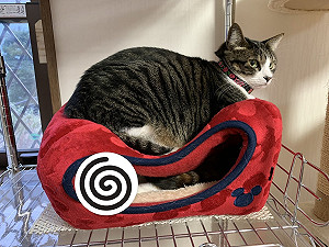 喵主子趴貓窩好舒服　網友一看全笑：下面那隻還好嗎？