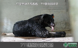中套索台灣黑熊胖4公斤！  預計11月底進行野放