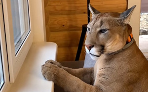 (影)美洲獅窗邊等爸回家狂撒嬌 他笑:我只出去40分鐘欸!