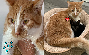 友誼萬歲!害羞橘貓躲衣櫥 認識小黑貓後全改變:因為有你~