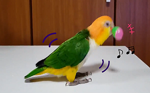 鳥寶搖沙鈴!鈴鈴鈴超入迷 馬達全開狂震動:讓我們搖起來~