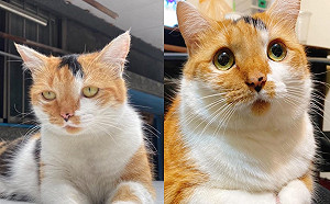 浪貓收編3個月「脖子不見還戴放大片」網笑:開美肌?