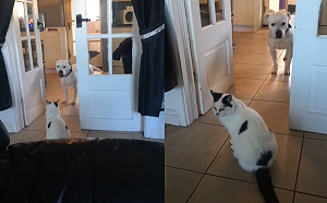 (影)「路霸貓」坐門口不讓大狗過 貓咪:「過路費先交粗乃!」