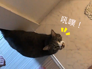 (影)這真是貓發出的聲音!主人甜蜜撫摸 貓貓閉眼享受回:吼噗~