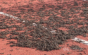 台東體育場竄出大批蚯蚓 鄉民憂天災前兆