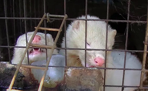 武漢肺炎》丹麥撲殺上千萬染疫水貂!  WHO:目前累計6國通報