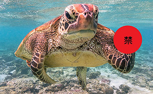 2020《搞笑野生動物攝影獎》 冠軍居然是海龜「做這事」?