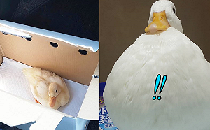 太胖了鴨!從嬌小幼鴨開始養 長大竟長成一顆巨大熱氣球