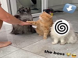 (影)狗狗與阿橘為了吃學會聽指令 波斯貓一臉鄙視:太愚蠢了!