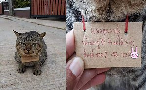 貓貓離家三天 回來後脖子繫著帳單:請打來結帳~