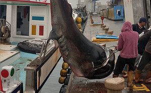 海洋資源永續發展!陳吉仲:這3種鯊魚即日起禁捕